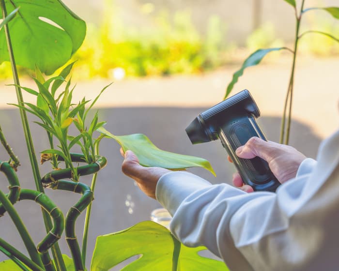 観葉植物のホコリ払い